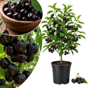Rainier Sweet Cherry Tree Live Plant, Cold Hardy Cherry Tree, 1.5-2.5 Ft | 2 Year Old, Summer Fruit, Spring Blossoms, Backyard Orchard, Well-Rooted Tree, Home Garden, Cold Hardy, Patio Containers - Image 4