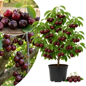 Rainier Sweet Cherry Tree Live Plant, Cold Hardy Cherry Tree, 1.5-2.5 Ft | 2 Year Old, Summer Fruit, Spring Blossoms, Backyard Orchard, Well-Rooted Tree, Home Garden, Cold Hardy, Patio Containers - Image 1