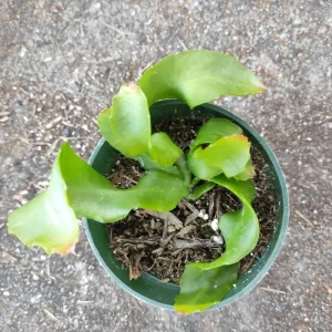 Rare Curly Orchid Cactus Live Plant – 4 inch Pot – Indoor/Outdoor - Image 2