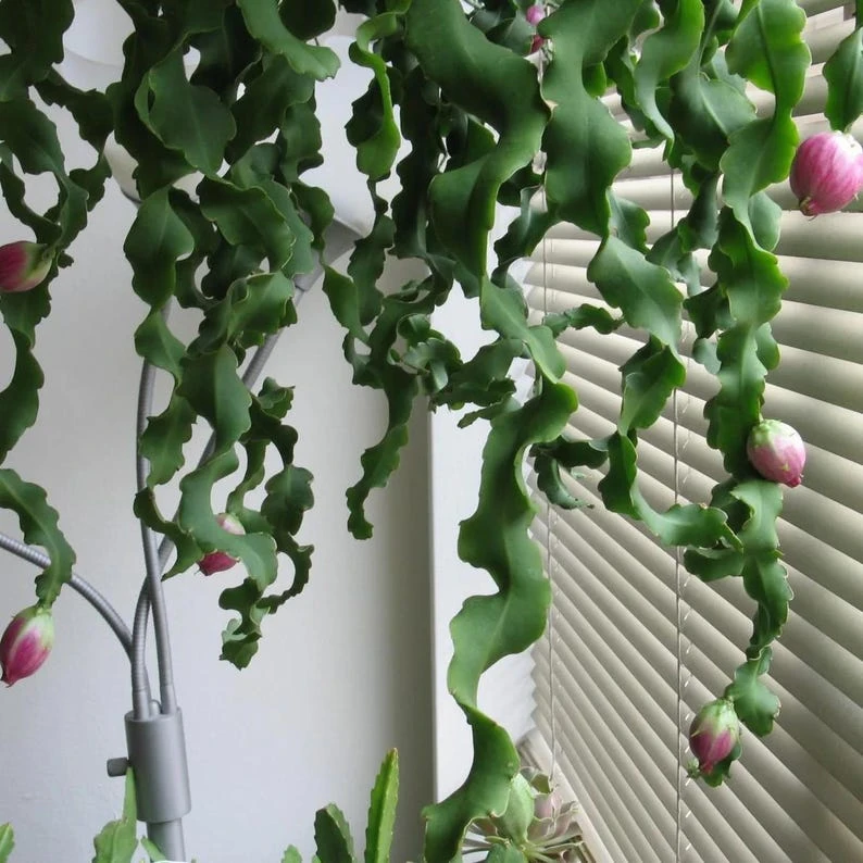 Rare Curly Orchid Cactus Live Plant – 4 inch Pot – Indoor/Outdoor - Image 1
