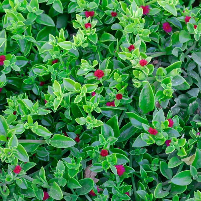 Red Apple Aptenia Live Plant - 2 Inch Pot - Trailing Ice Plant Succulent - Image 3