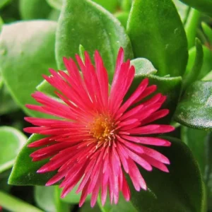 Red Apple Aptenia Live Plant - 2 Inch Pot - Trailing Ice Plant Succulent - Image 7