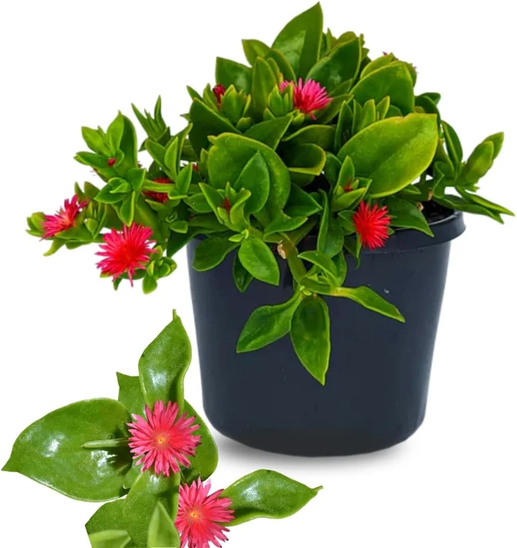 Red Apple Aptenia Live Plant - 2 Inch Pot - Trailing Ice Plant Succulent - Image 8