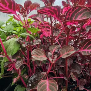 Red Beefsteak Starter Live Plant - Iresine Herbstii - Nkaj Liab Hmoob - Herbal Foliage - Image 1