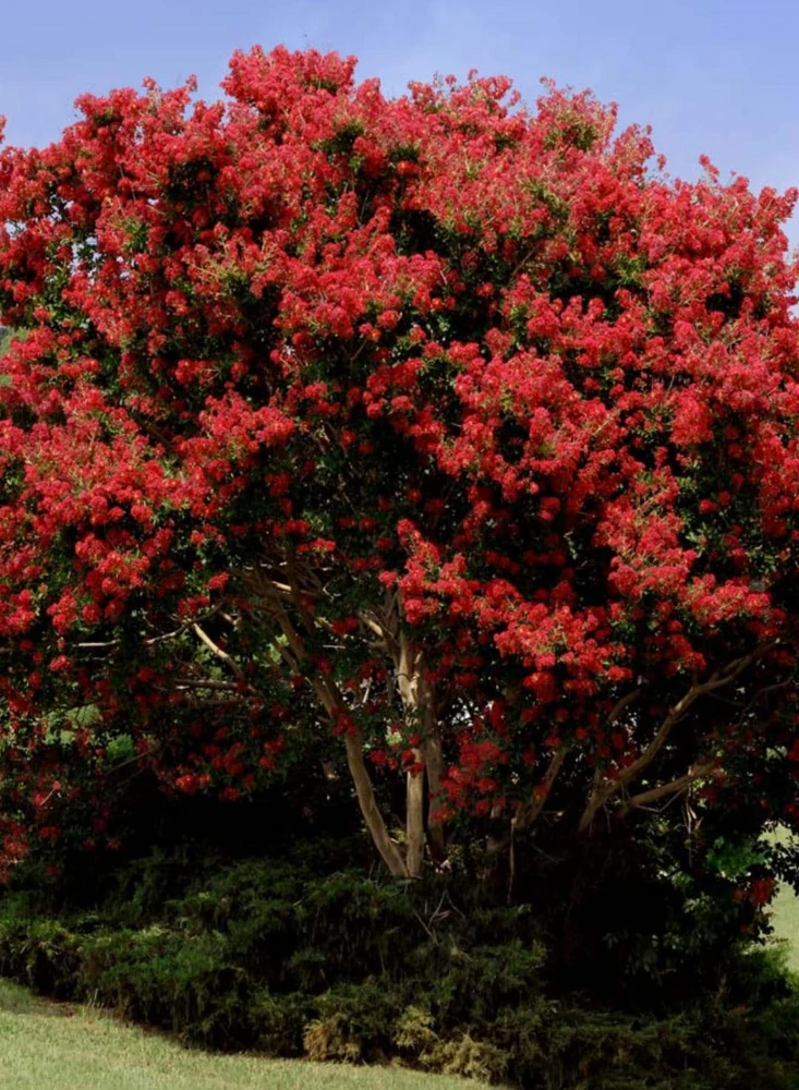 Red Crape Myrtle 12-18" 2.5" Pot Fast Growing Shrub/Tree, Cherry Red Flowers - Image 2