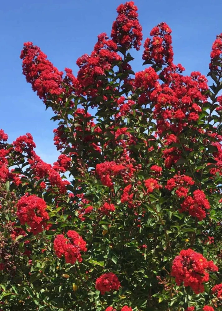 Red Crape Myrtle 12-18" 2.5" Pot Fast Growing Shrub/Tree, Cherry Red Flowers - Image 1