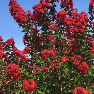 Red Crape Myrtle Live Plant 18-24 inch Tall, Cherry Red Flowers, Trade Gallon Shrub/Tree - Image 1