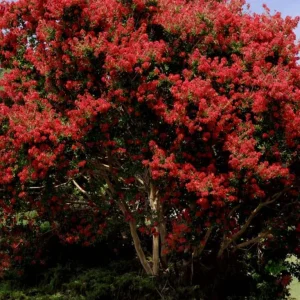 Red Crape Myrtle Live Plant 18-24" Tall - 4-inch Pot, Cherry Red Flowers - Image 2