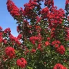 Red Crape Myrtle Live Plant 18-24" Tall - 4-inch Pot, Cherry Red Flowers - Image 1