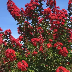 Red Crape Myrtle Live Plant 18-24" Tall - 4-inch Pot, Cherry Red Flowers - Image 1