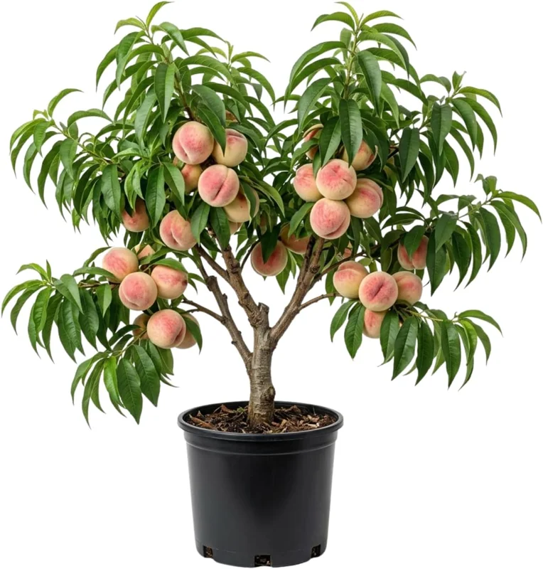 Red Gold Peach Tree Live Plant, 1 Ft Tall - Sweet Summer Fruit, Zones 5-9 Outdoor - Image 2