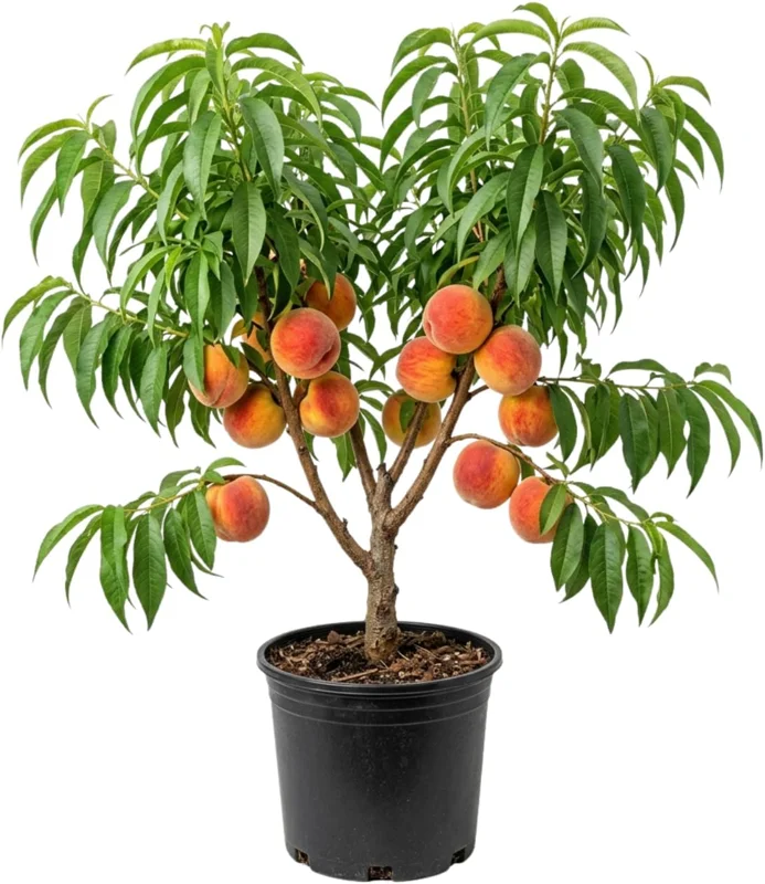 Red Gold Peach Tree Live Plant, 1 Ft Tall - Sweet Summer Fruit, Zones 5-9 Outdoor - Image 3