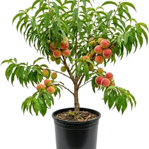 Red Gold Peach Tree Live Plant, 1 Ft Tall - Sweet Summer Fruit, Zones 5-9 Outdoor - Image 4