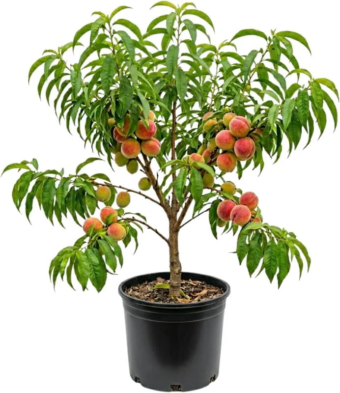 Red Gold Peach Tree Live Plant, 1 Ft Tall - Sweet Summer Fruit, Zones 5-9 Outdoor - Image 4