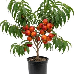 Red Gold Peach Tree Live Plant, 1 Ft Tall - Sweet Summer Fruit, Zones 5-9 Outdoor - Image 1