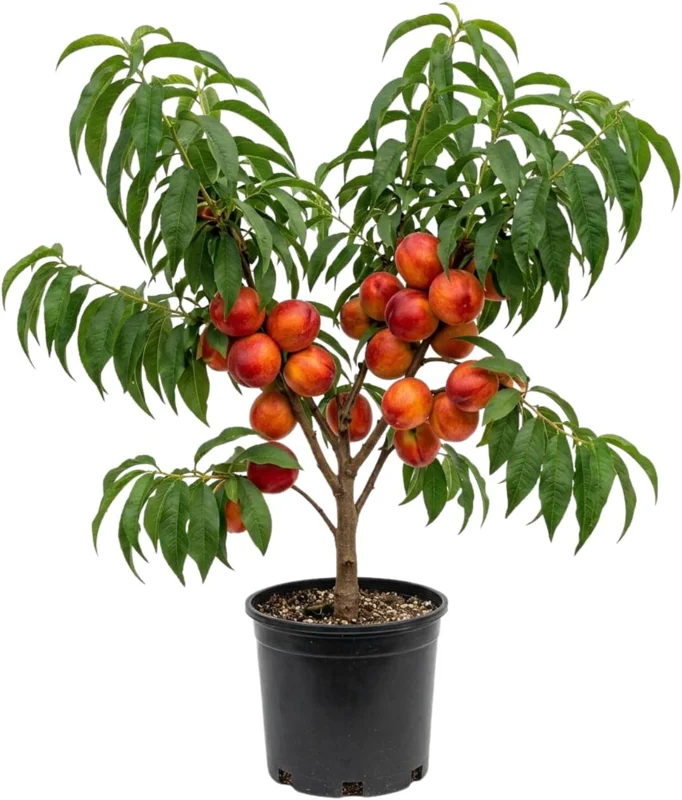 Red Gold Peach Tree Live Plant, 1 Ft Tall - Sweet Summer Fruit, Zones 5-9 Outdoor - Image 1
