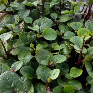 Red Malabar Spinach Live Plant - 4 Seedlings - Edible Vine - Image 2