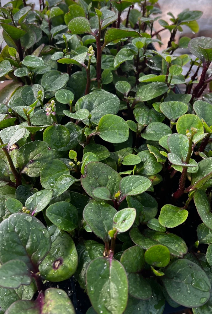 Red Malabar Spinach Live Plant - 4 Seedlings - Edible Vine - Image 2
