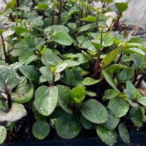Red Malabar Spinach Live Plant - 4 Seedlings - Edible Vine - Image 3