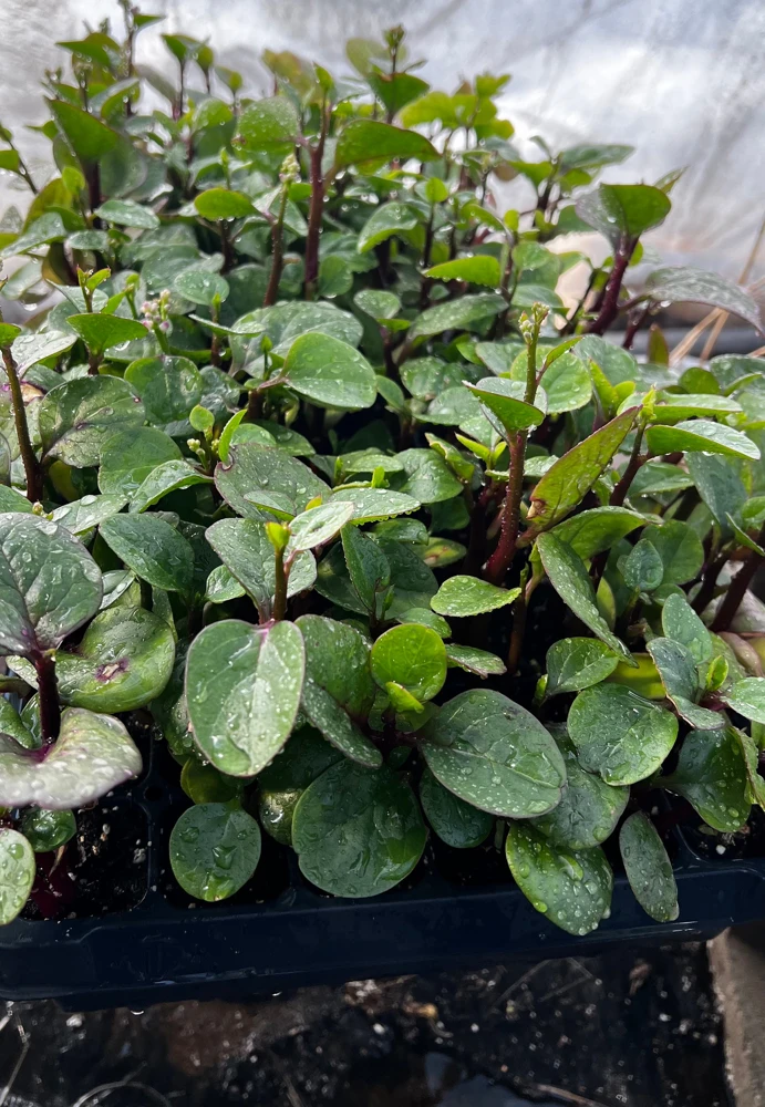 Red Malabar Spinach Live Plant - 4 Seedlings - Edible Vine - Image 3