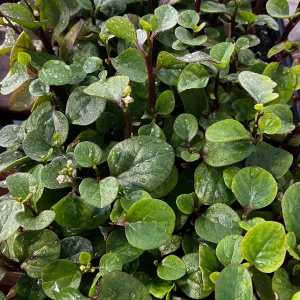 Red Malabar Spinach Live Plant - 4 Seedlings - Edible Vine - Image 4