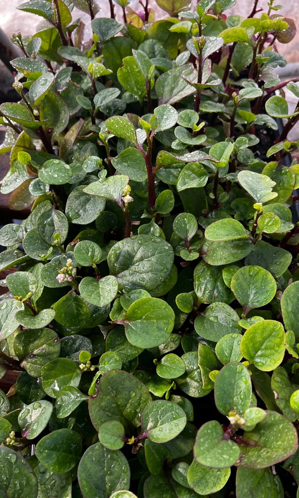 Red Malabar Spinach Live Plant - 4 Seedlings - Edible Vine - Image 4