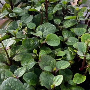 Red Malabar Spinach Live Plant - 4 Seedlings - Edible Vine - Image 1