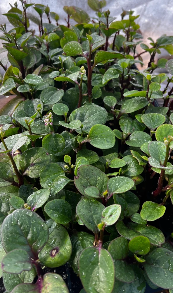 Red Malabar Spinach Live Plant - 4 Seedlings - Edible Vine - Image 1