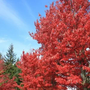 Red Maple Tree Live Plant - Acer Rubrum 18-24