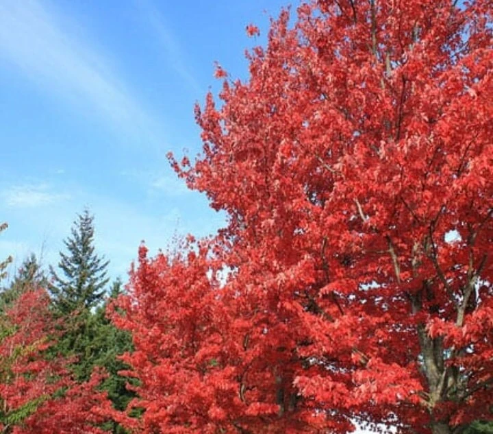 Red Maple Tree Live Plant - Acer Rubrum 18-24" Tall - 2.5" Pot - Shade Tree - Image 2
