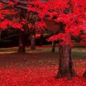 Red Maple Tree Live Plant - Acer Rubrum 18-24