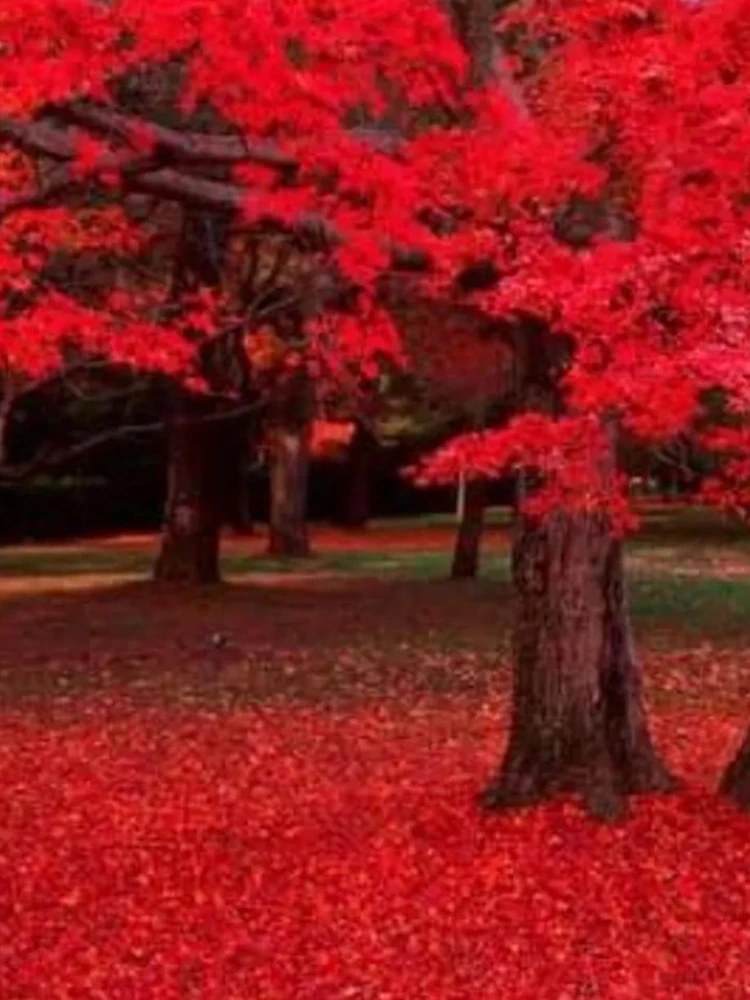 Red Maple Tree Live Plant - Acer Rubrum 18-24" Tall - 2.5" Pot - Shade Tree - Image 3