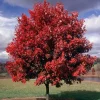Red Maple Tree Live Plant - Acer Rubrum 18-24" Tall - 2.5" Pot - Shade Tree - Image 1