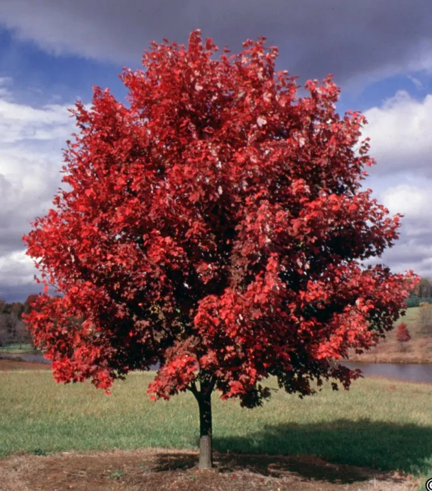 Red Maple Tree Live Plant - Acer Rubrum 18-24" Tall - 2.5" Pot - Shade Tree - Image 1