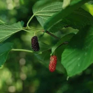 Red Mulberry Tree (Morus Rubra) Live Plant 12-24