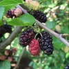 Red Mulberry Tree (Morus Rubra) Live Plant 12-24" Tall, 2.5" Pot - Image 1