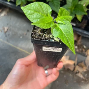 Red Scotch Bonnet Pepper Live Plant - 2.5 inch Pot - Fruity Hot Chili - Image 2