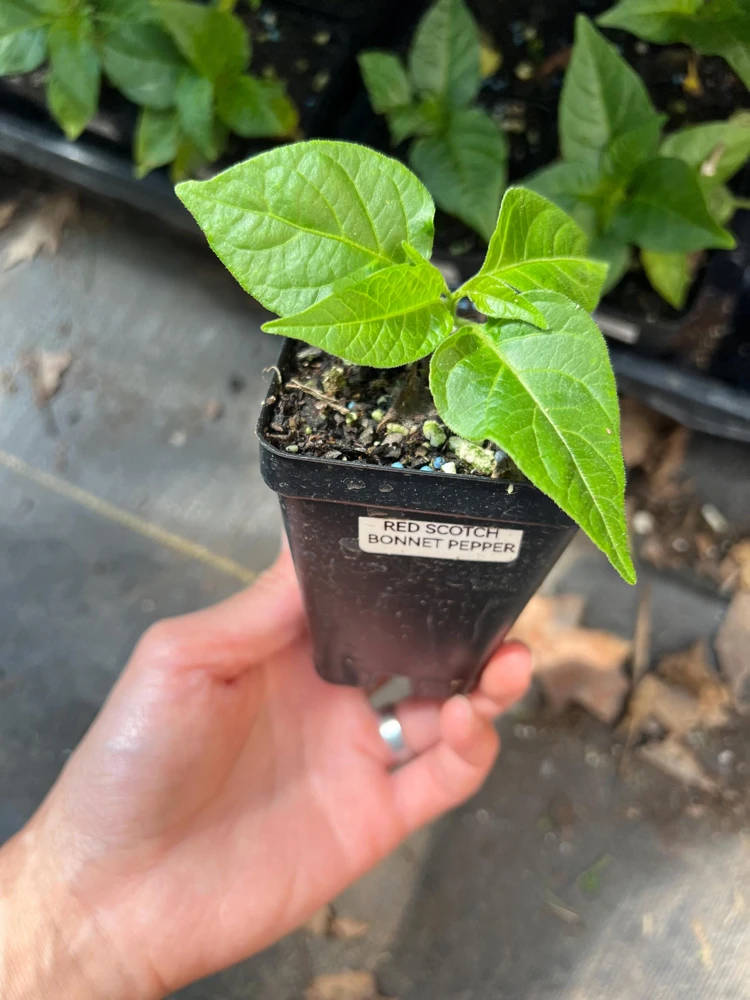 Red Scotch Bonnet Pepper Live Plant - 2.5 inch Pot - Fruity Hot Chili - Image 2