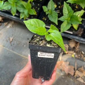 Red Scotch Bonnet Pepper Live Plant - 2.5 inch Pot - Fruity Hot Chili - Image 3