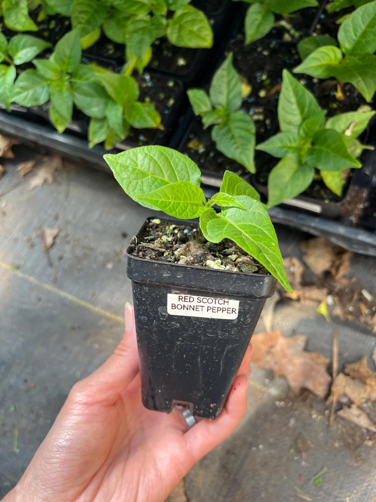 Red Scotch Bonnet Pepper Live Plant - 2.5 inch Pot - Fruity Hot Chili - Image 3