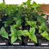 Red Scotch Bonnet Pepper Live Plant - 2.5 inch Pot - Fruity Hot Chili - Image 1