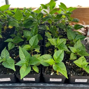Red Scotch Bonnet Pepper Live Plant - 2.5 inch Pot - Fruity Hot Chili - Image 1