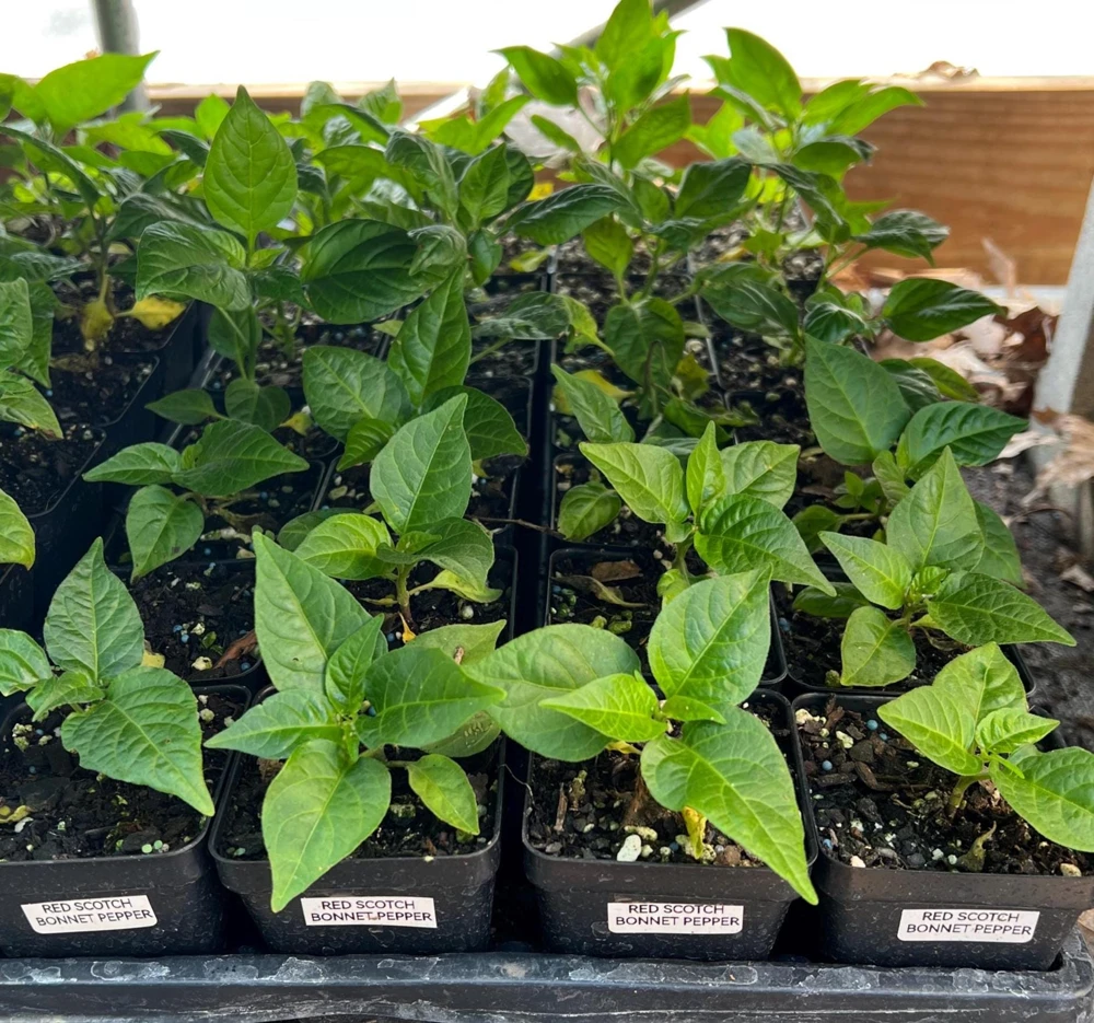 Red Scotch Bonnet Pepper Live Plant - 2.5 inch Pot - Fruity Hot Chili - Image 1