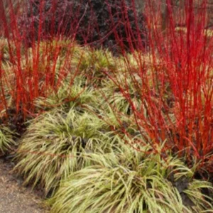 Red Twig Dogwood Shrub 18-24