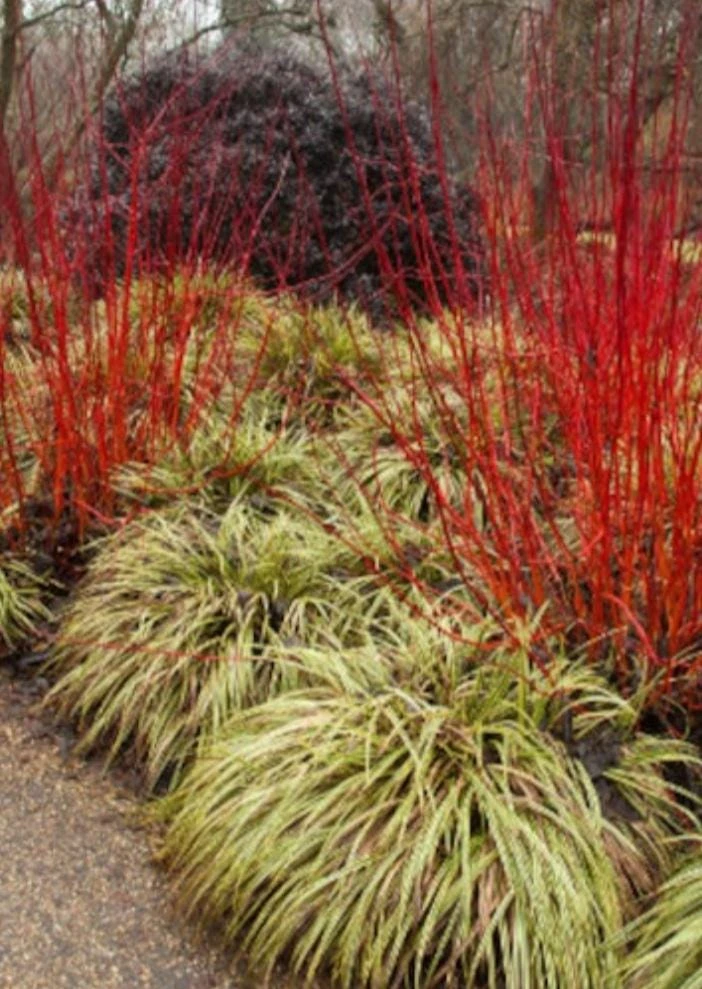 Red Twig Dogwood Shrub 18-24" Live Plant – Red Osier, Property Border Hedge - Image 2
