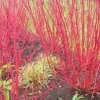 Red Twig Dogwood Shrub 18-24" Live Plant – Red Osier, Property Border Hedge - Image 1
