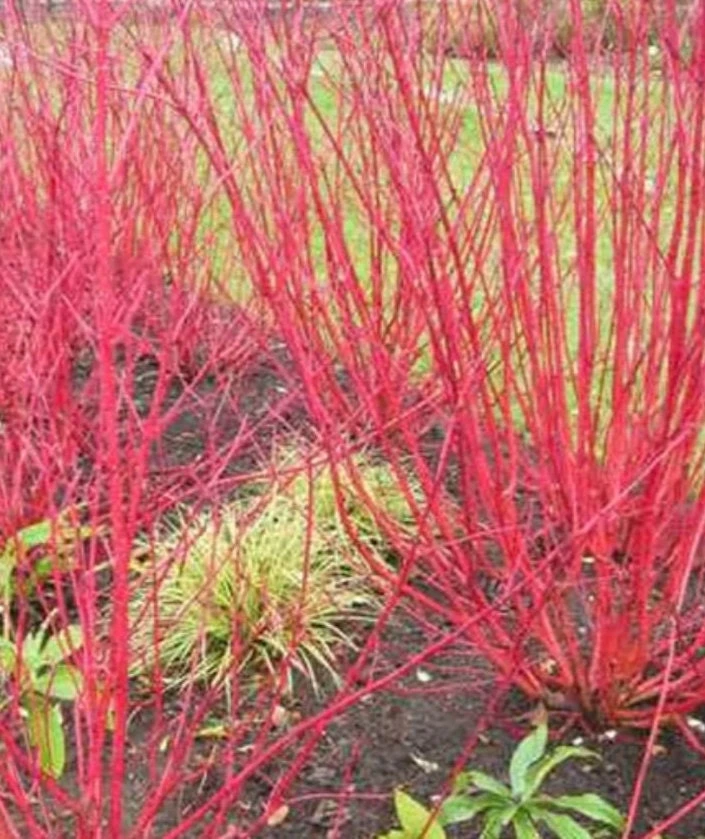 Red Twig Dogwood Shrub 18-24" Live Plant – Red Osier, Property Border Hedge - Image 1