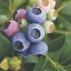 Reka Blueberry Live Plant - Edible Fruit Dwarf Bush 5.25" Pot - Image 1