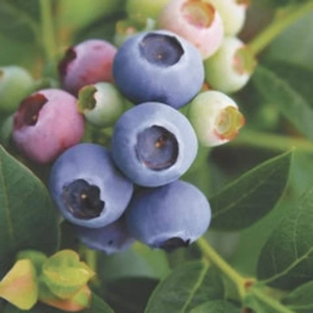 Reka Blueberry Live Plant - Edible Fruit Dwarf Bush 5.25" Pot - Image 1