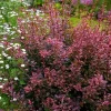 Rose Glow Barberry Live Shrub - 3 inch Pot, Outdoor - Image 1